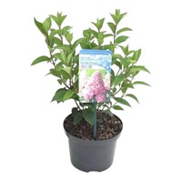 Hydrangea paniculata (pluimhortensia) | Ca. 40 cm hoog bij levering | In 17 cm pot | Licht roze bloempluimen voor tuin en terras