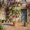 Brugmansia roze | engelentrompet | 50 cm hoog | 19 cm pot