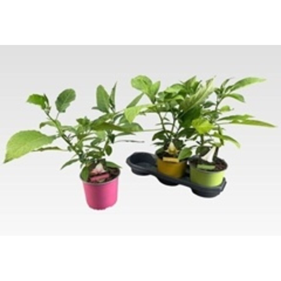 Brugmansia (engelentrompet) roze | 50 cm hoog | In 19 cm pot | Rijkbloeiende kuipplant voor terras en balkon