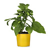 Brugmansia geel | 19 cm pot | 45 cm hoog