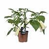 Brugmansia wit | 19 cm pot | 50 cm hoog