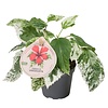 Hibiscus syriacus ‘Variegata’ | 6 cm pot | ± 15 cm hoog
