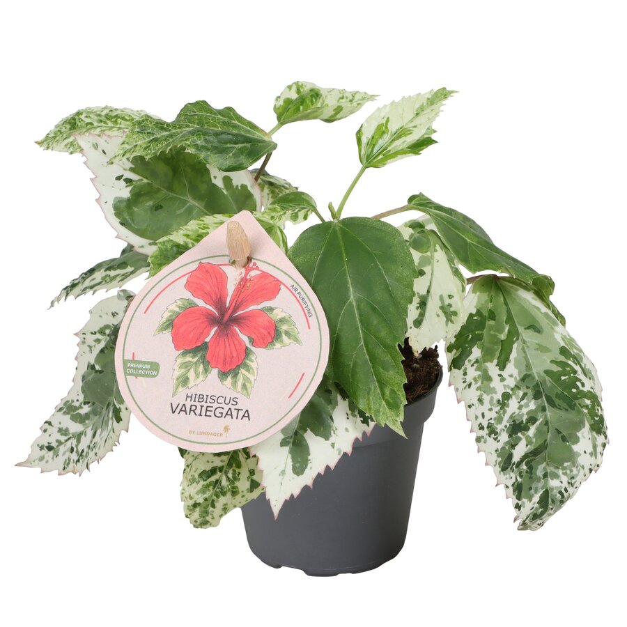 Hibiscus syriacus ‘Variegata’ (tuinhibiscus) | bont blad | ± 15 cm hoog | in 6 cm pot