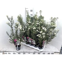 Olearia haastii (struikaster) | 65 cm hoog | In 11 cm pot | Wintergroene kustheester met witte bloei