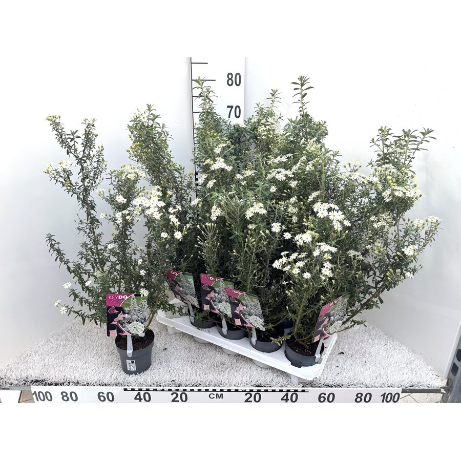 Olearia haastii (struikaster) | 65 cm hoog | In 11 cm pot | Wintergroene kustheester met witte bloei