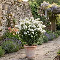 Olearia haastii (struikaster) | 65 cm hoog | In 11 cm pot | Wintergroene kustheester met witte bloei