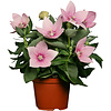 Platycodon grandiflorus ‘Astra Pink’ (ballonplant) | 15 cm hoog | 12 cm pot