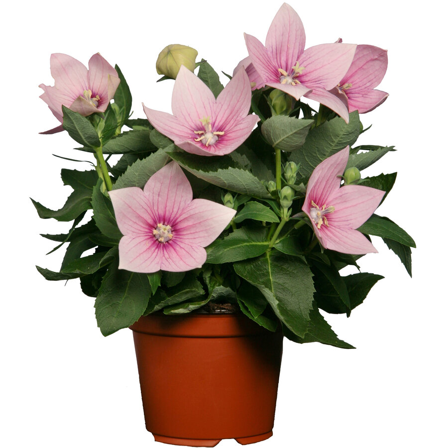 Platycodon grandiflorus ‘Astra Pink’ (ballonplant) | Compacte vaste plant met roze ballonknoppen | 15 cm hoog | 12 cm pot