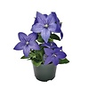 Platycodon grandiflorus 'Blue' | 12 cm pot | ca. 20 cm hoog