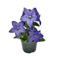 Platycodon grandiflorus 'Blue' (blauwe ballonplant) | ca. 20 cm hoog | In 12 cm pot | Sterke borderplant met blauwe ballonbloemen