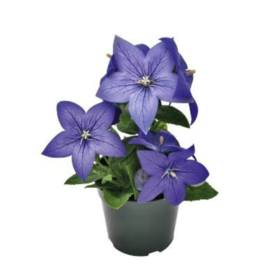 Platycodon grandiflorus 'Blue' (blauwe ballonplant) | ca. 20 cm hoog | In 12 cm pot | Sterke borderplant met blauwe ballonbloemen