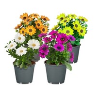 Osteospermum (Spaanse margriet) | mix kleuren | 22 cm hoog | in 11 cm pot | bloeier voor tuin, balkon en terras