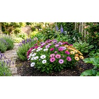 Osteospermum (Spaanse margriet) | mix kleuren | 22 cm hoog | in 11 cm pot | bloeier voor tuin, balkon en terras