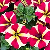 Petunia Amore Queen of Hearts | 20 cm hoog | 10 cm pot