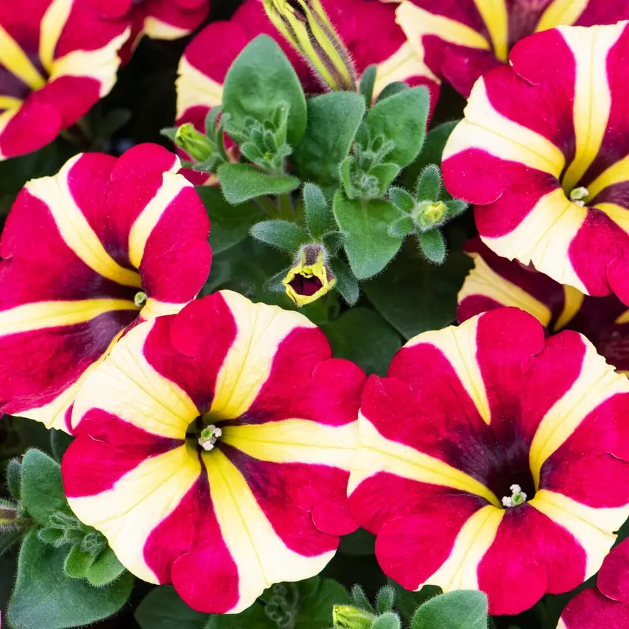 Petunia Amore Queen of Hearts | hartjesbloem voor balkon en terras | 20 cm hoog | 10 cm pot