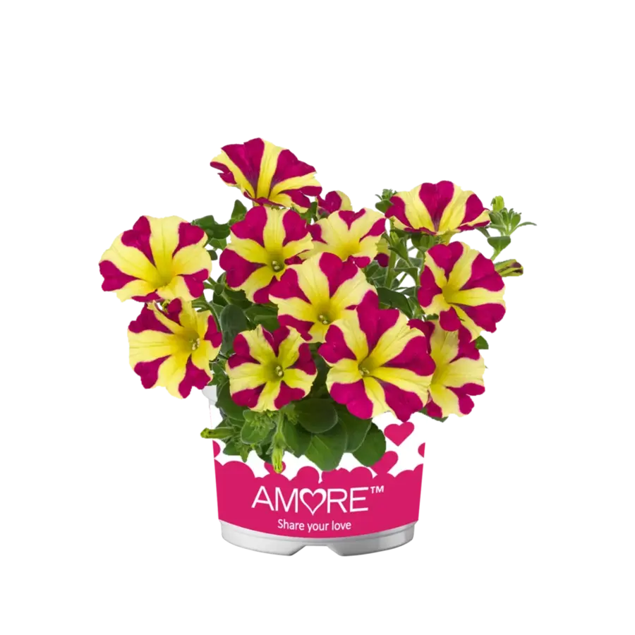 Petunia Amore Queen of Hearts | hartjesbloem voor balkon en terras | 20 cm hoog | 10 cm pot