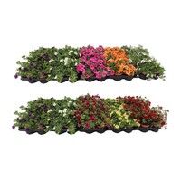 Petunia Minifamous gemengde kleuren | 10 cm pot | ca. 10–15 cm hoog | rijkbloeiende zomerbloeier voor balkon en terras