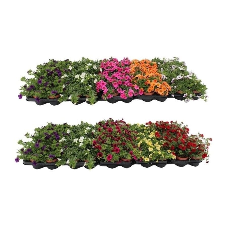 Petunia Minifamous gemengde kleuren | 10 cm pot | ca. 10–15 cm hoog | rijkbloeiende zomerbloeier voor balkon en terras
