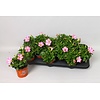 Petunia Peppy Neon | 10 cm pot | 15 cm hoog