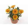 Gazania rigens 'Gelbe Jupiter' | Middaggoud | 10 cm pot | ca. 10–15 cm hoog
