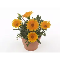 Gazania rigens 'Gelbe Jupiter' (middaggoud) | Gele zomerbloeier voor zon | In 10 cm pot | ca. 10–15 cm hoog bij levering