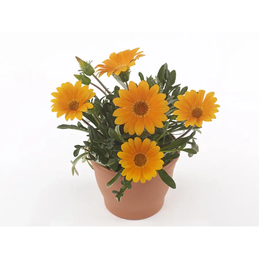 Gazania rigens 'Gelbe Jupiter' (middaggoud) | Gele zomerbloeier voor zon | In 10 cm pot | ca. 10–15 cm hoog bij levering