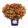 Bidens Solaire Star | 15 cm hoog | 10 cm pot | per stuk