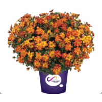 Bidens ferulifolia Solaire Star (tandzaad) | 15 cm hoog | In 10 cm pot | Rijke zomerbloeier voor balkon en terras
