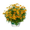 Bidens Blazing Star | 15 cm hoog | 10 cm pot