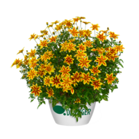 Bidens ferulifolia 'Blazing Star' | 15 cm hoog | In 10 cm pot | Rijke zomerbloei voor potten en borders