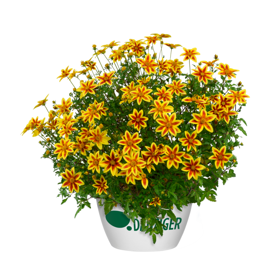 Bidens ferulifolia 'Blazing Star' | 15 cm hoog | In 10 cm pot | Rijke zomerbloei voor potten en borders