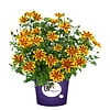 Bidens Yellow Charm | 10 cm pot | ca. 15 cm hoog