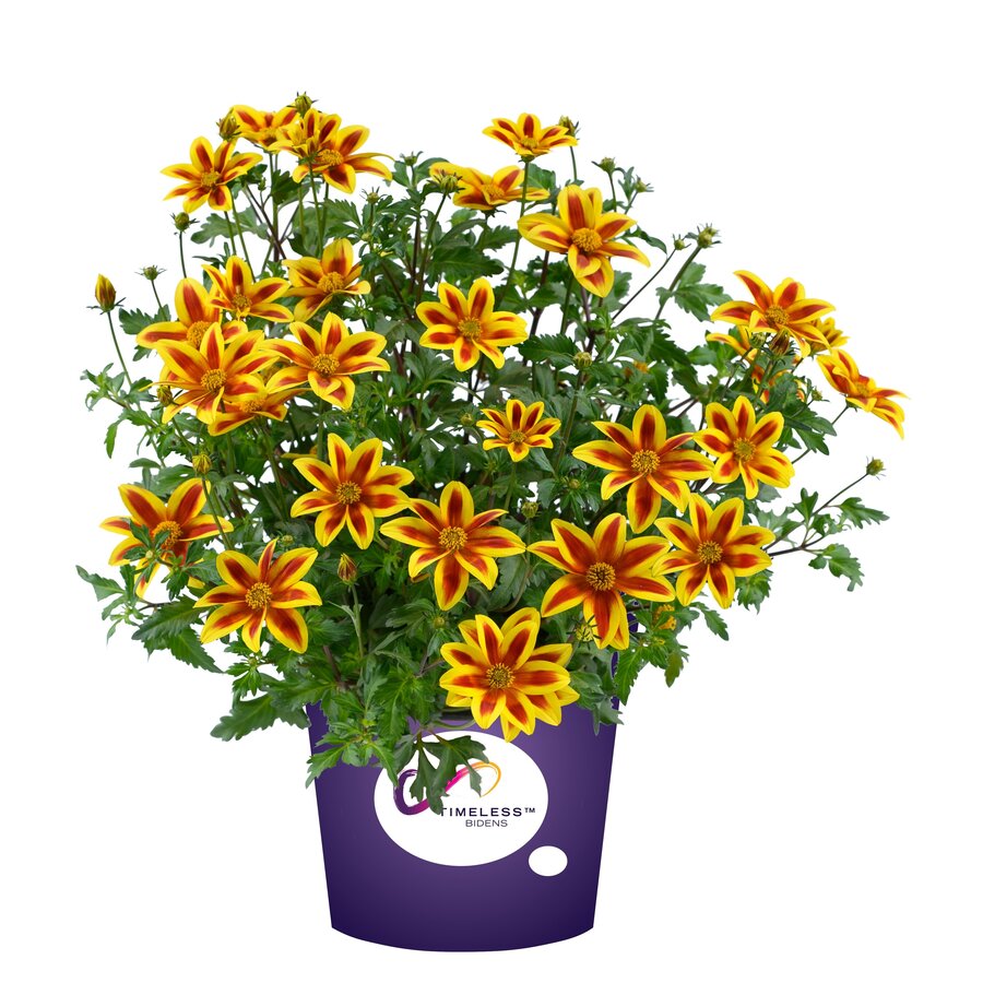 Bidens ferulifolia ‘Yellow Charm’ | 10 cm pot | ca. 15 cm hoog | Rijkbloeiende zomerbloeier voor pot en balkon