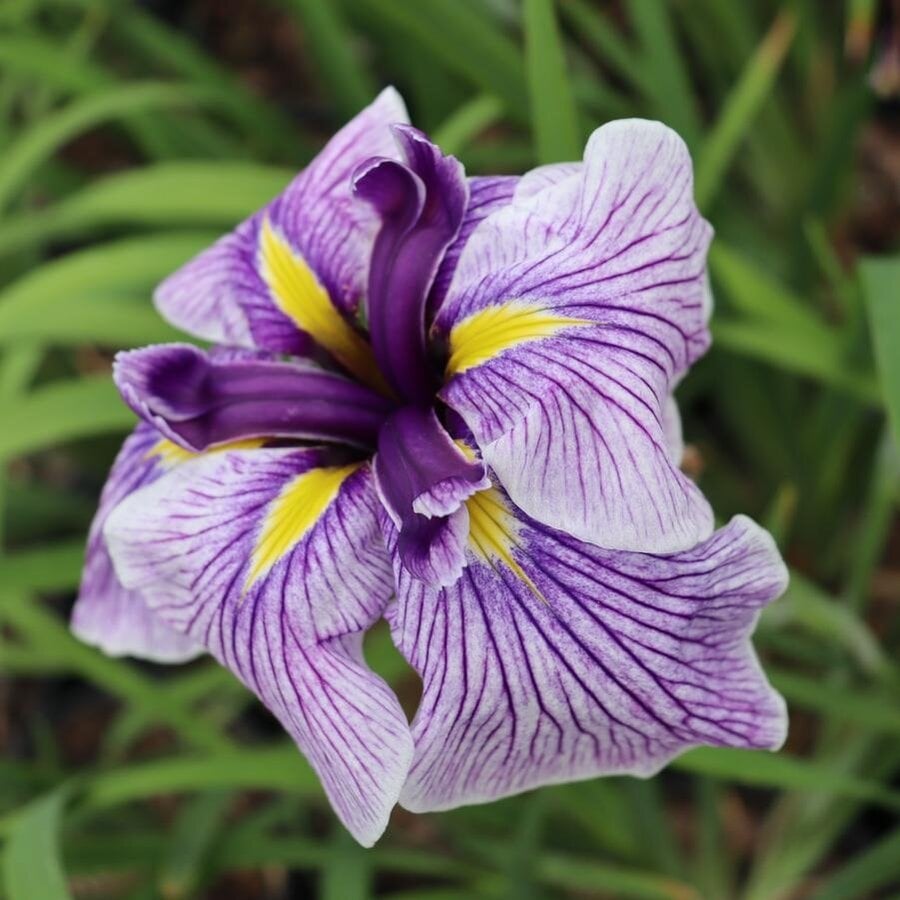 Iris ensata 'Dinner Plate Sundae' | Japanse iris bloembol | Gigantische bloemen | Voor vochtige border en vijverrand