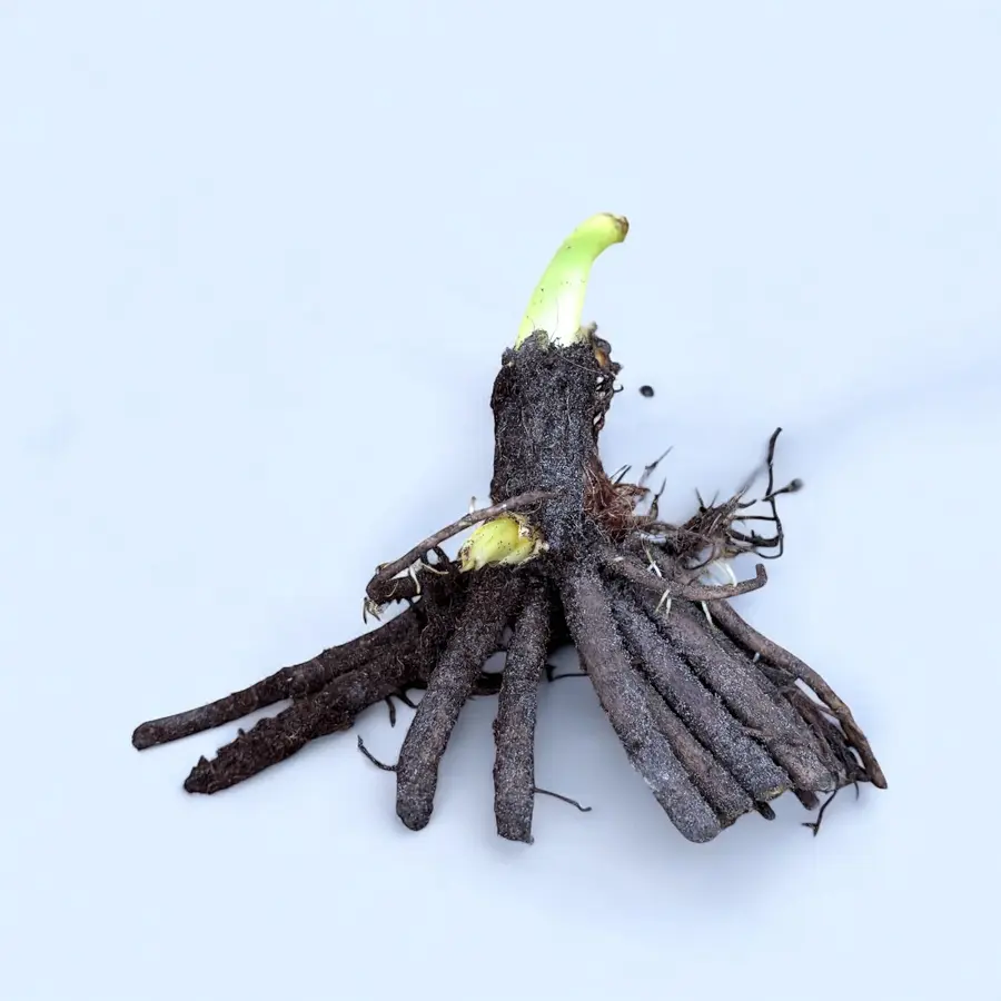 Iris ensata 'Dinner Plate Sundae' | Japanse iris bloembol | Gigantische bloemen | Voor vochtige border en vijverrand