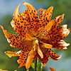 Lilium flore pleno | bloembol | per stuk