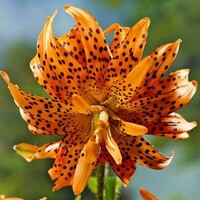 Lilium lancifolium ‘Flore Pleno’ | dubbelbloemige (tijger)lelie bloembol | per stuk