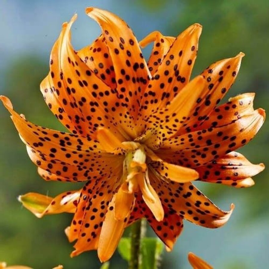 Lilium lancifolium ‘Flore Pleno’ | dubbelbloemige (tijger)lelie bloembol | per stuk