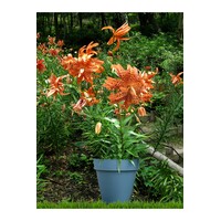 Lilium lancifolium ‘Flore Pleno’ | dubbelbloemige (tijger)lelie bloembol | per stuk
