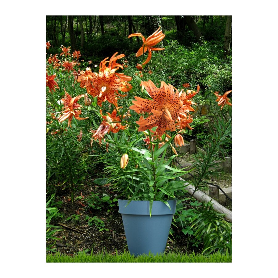 Lilium lancifolium ‘Flore Pleno’ | dubbelbloemige (tijger)lelie bloembol | per stuk