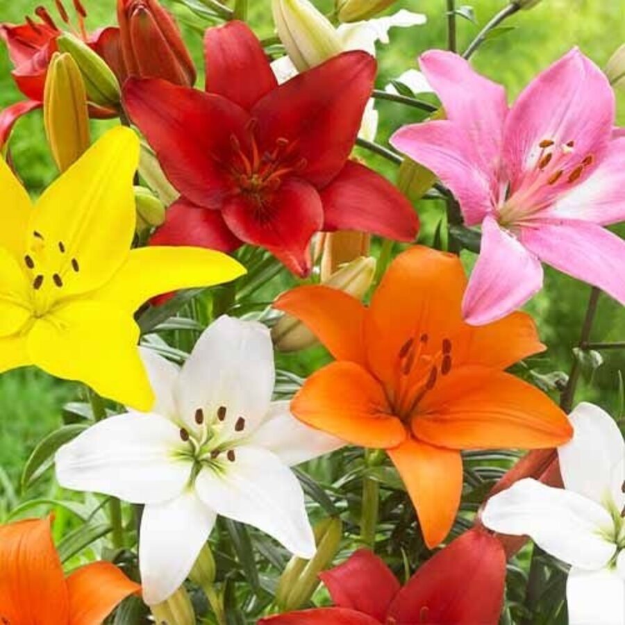 Leliebollen (Lilium) gemengde kleuren | levering als bol | verkoop per stuk | voor border, pot en pluktuin
