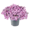 Phlox subulata | Kruipvlambloem roze | 13 cm pot | ca. 10 cm hoog