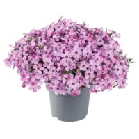Phlox subulata (kruipvlambloem) roze | Bodembedekker voor border en rotstuin | ca. 10 cm hoog | 13 cm pot