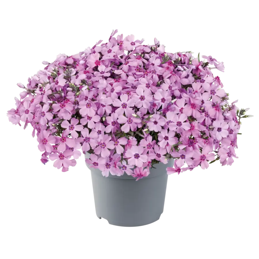Phlox subulata (kruipvlambloem) roze | Bodembedekker voor border en rotstuin | ca. 10 cm hoog | 13 cm pot