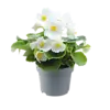 Begonia semperflorens wit | 12 cm hoog | 9 cm pot