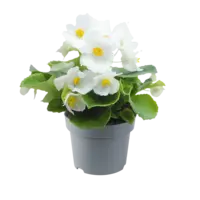 Begonia semperflorens wit | Perkbegonia met lange bloei | 12 cm hoog | In 9 cm pot