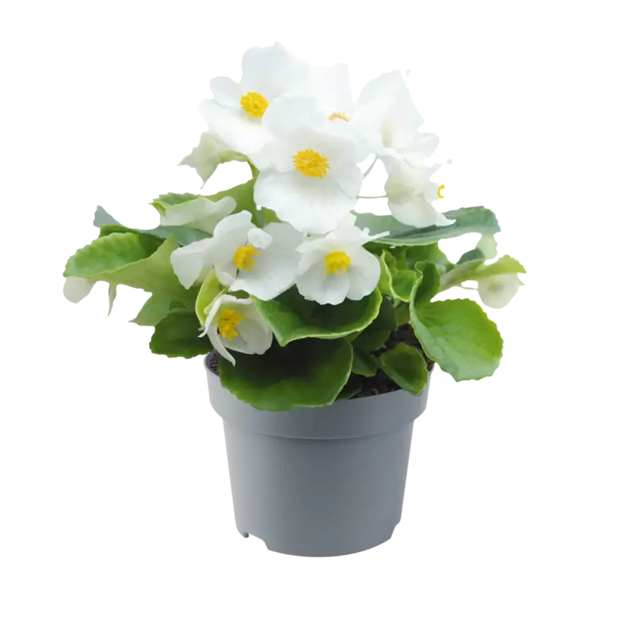 Begonia semperflorens wit | Perkbegonia met lange bloei | 12 cm hoog | In 9 cm pot