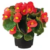 Begonia semperflorens rood | 12 cm hoog | 9 cm pot