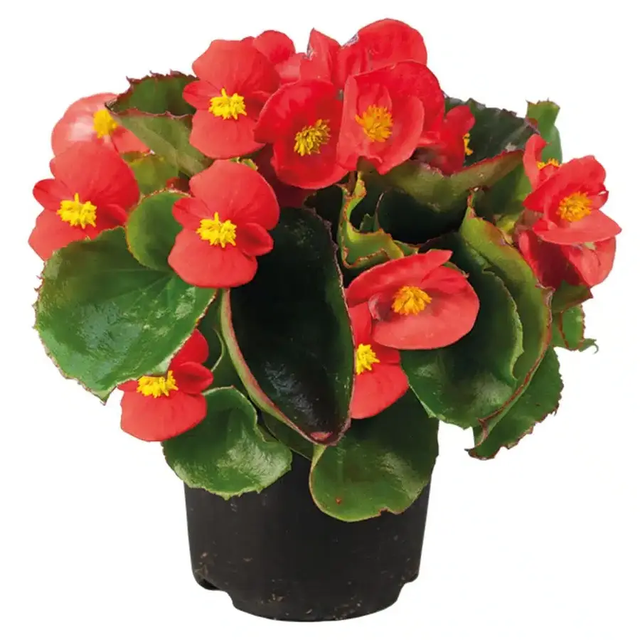 Begonia semperflorens rood | Rijke doorbloei tot aan de eerste vorst | 12 cm hoog | 9 cm pot
