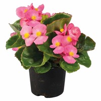 Begonia semperflorens roze | compacte zomerbloeier voor balkon en border | 9 cm pot | 10 cm hoog